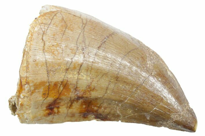 Fossil Mosasaur (Thalassotitan) Tooth - Morocco #353227